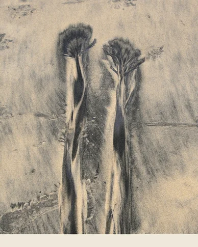 Sand Flowers – Archival pigment print, 0