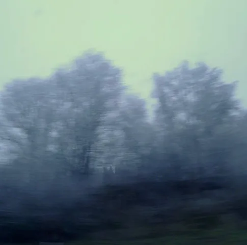 Silver Trees – Photography, 0