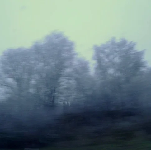 Silver Trees – Photography, 0